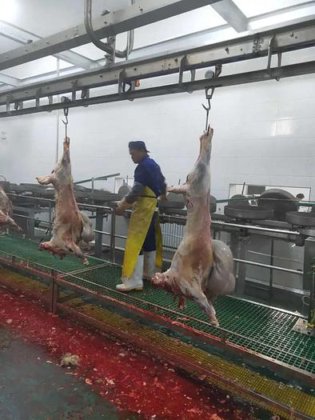 用于清真屠宰场的专业绵羊屠宰设备 山羊屠宰设备 牛屠宰场机械