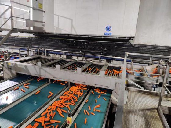 CARROT LINE AND GRADER SYSTEM