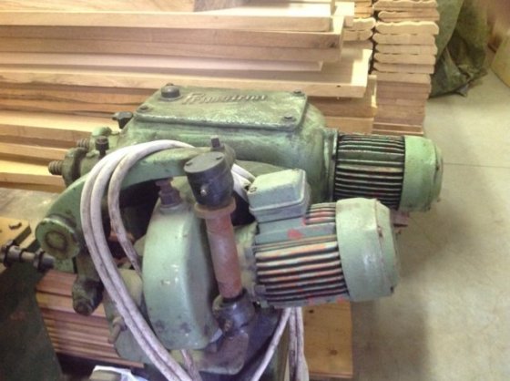 Primultini Primultini