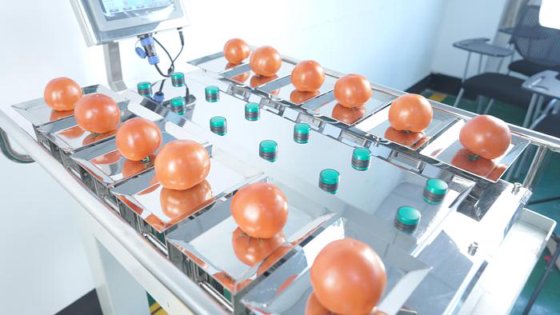 半自动组合式称重器 蓝莓草莓桃子苹果的手动喂食秤