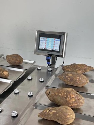 ポテトのための安価な 10 の頭部 12 の頭部