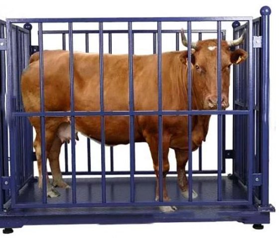 活牛体重秤 肉类加工机械 牛屠宰场设备 牛屠宰场肉类加工厂