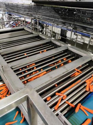 CARROT LINE AND GRADER SYSTEM