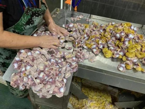 屠宰场机械 鸡屠宰场设备 屠宰场肉类加工机械用胗内脱皮机