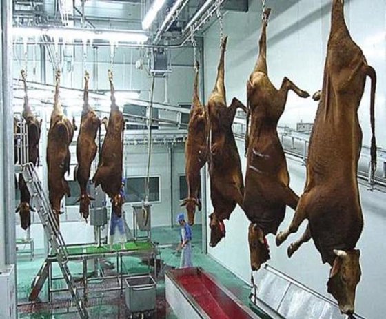 自动输送轨道牛屠宰线 牛屠宰加工厂屠宰设备