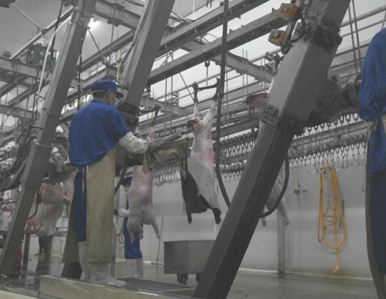 肉类加工设备 用于绵羊屠宰场的液压式绵羊/山羊拉皮机（带 CE 认证）羊肉加工