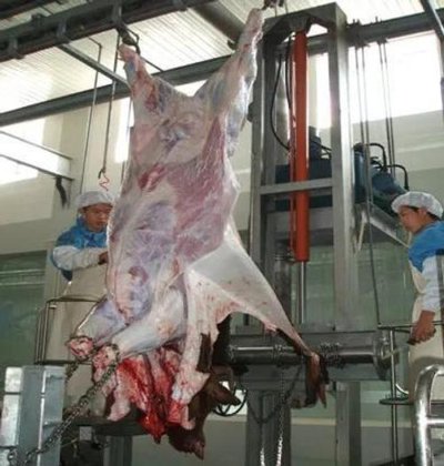 专业工厂牛屠宰场设备 牛肉屠宰场设备 牛屠宰场机械剥皮机