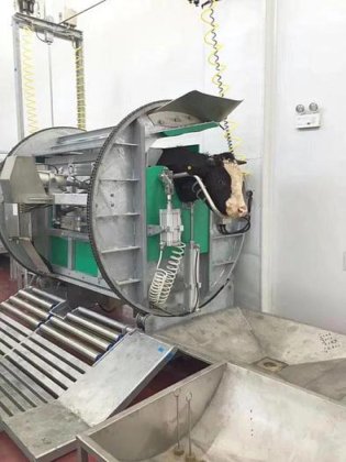 奇妙的购物生活牛仪式清真杀牛箱简易屠宰牛切割机猪屠宰场设备