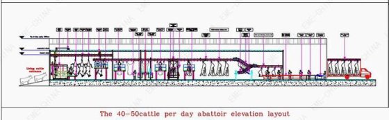 每天 60-70 头牛的屠宰场屠宰设备