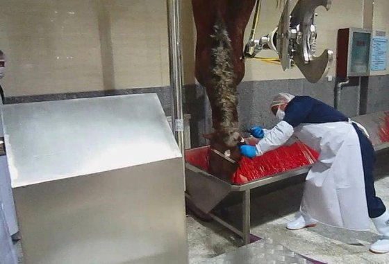 牛屠宰场机械 牛肉屠宰场设备 牛角和牛蹄液压剪切机 牛屠宰场机械