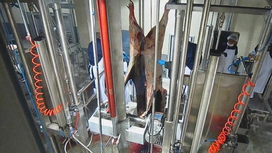 奶牛屠宰加工厂 牛拉皮机 牛剥皮机 牛屠宰场设备