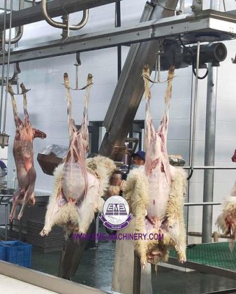 用于山羊屠宰场屠宰设备的整套绵羊屠宰机胴体剥皮机