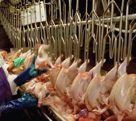 农业机械和设备 切爪机 切肉机 畜禽饲养设备