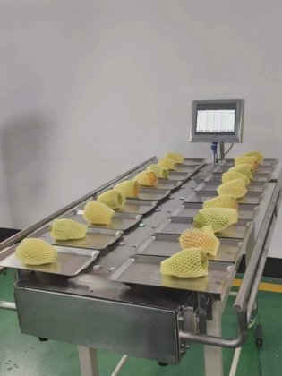用于 10 头包装机的水果蔬菜称重手动组合式称重器