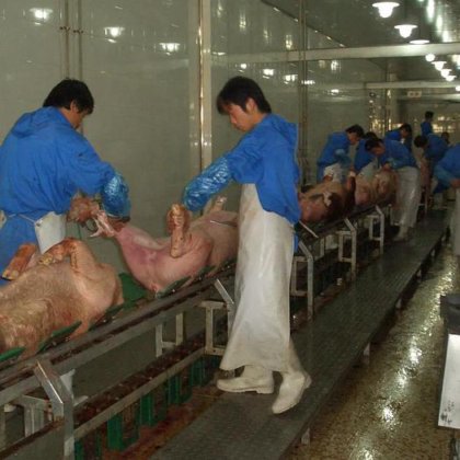 用于母猪加工厂的屠宰场设备 用于屠夫设备的猪肉屠宰机