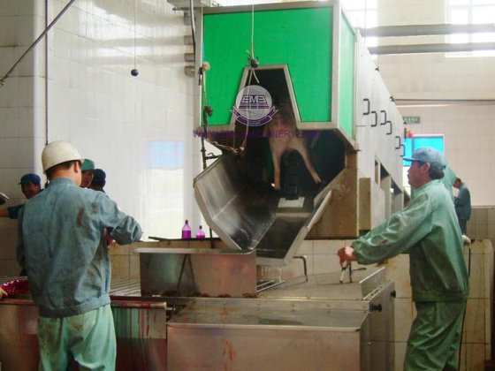 猪屠宰交钥匙解决方案 屠宰场屠宰设备 用于猪屠宰场的猪电击锤