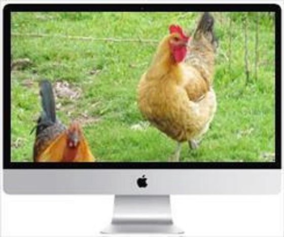 家禽设备 屠体清洗机 鸡鸭鹅屠宰场机械 农业机械设备