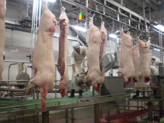 青岛制造商生猪屠宰设备屠宰场机器分割锯猪肉屠宰场工具