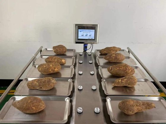 自动水果组合称重器