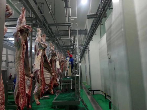 耐用的牛屠宰场设备 用于屠宰场肉类加工的牛肉屠宰牛屠宰机
