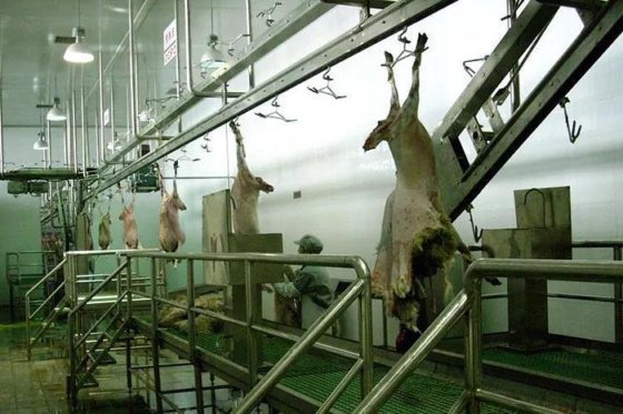 主动需求牲畜屠宰场生活用绵羊/山羊屠宰设备尼龙皮带输送机