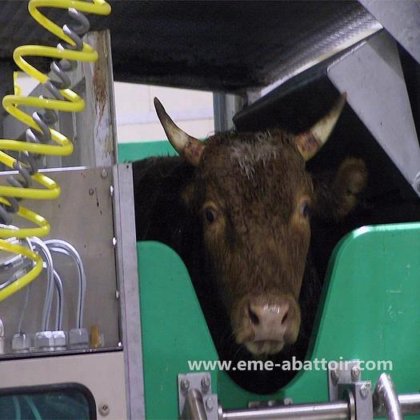 牛肉加工屠宰场机械 仪式式清真奶牛屠宰箱 用于屠宰场设备的腌制杀牛机