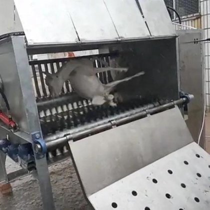 优质供应商 EME 生产用于屠宰场设备的高效卧式胴体脱毛机