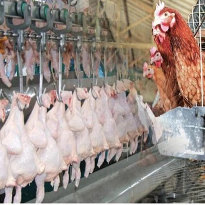 中国和家禽供应用于农业机械和设备的鸡肉榨汁机