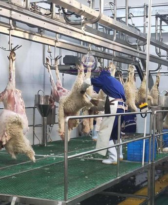 羊肉清真屠宰场全套绵羊屠宰线设备，附带山羊屠宰机