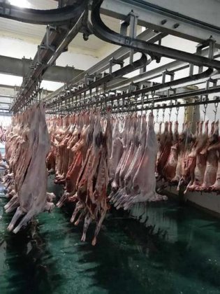 用于清真屠宰场的专业绵羊屠宰设备 山羊屠宰设备 牛屠宰场机械