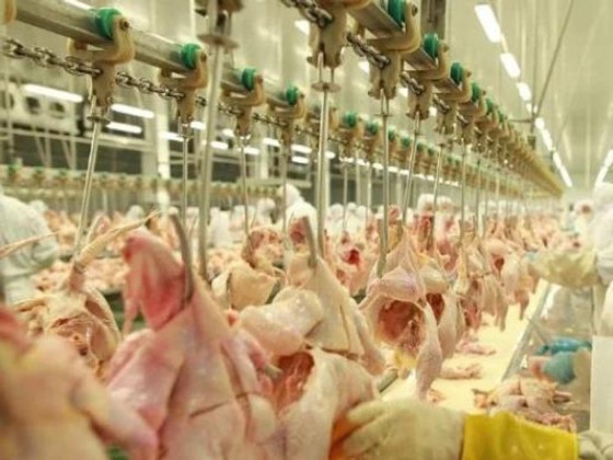 全自动家禽屠宰场去骨自动分级秤屠宰设备 鸡肉屠宰设备生产线