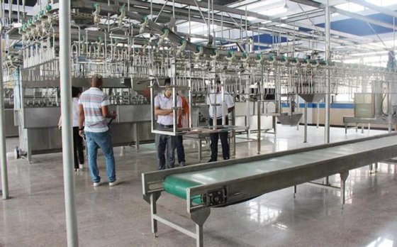 出厂价 高效家禽烫毛和拔毛组合机 屠宰场用杀鸡设备