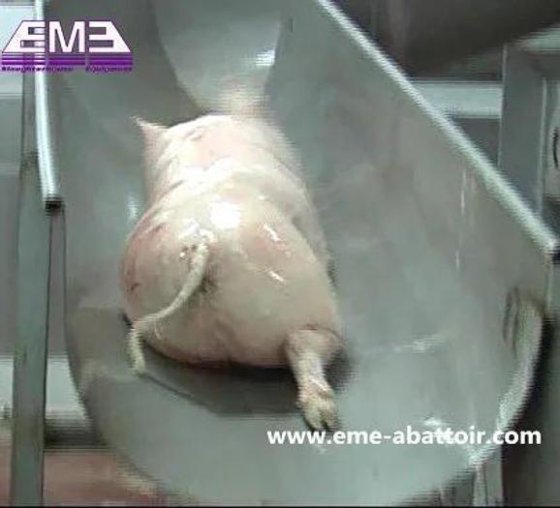 生猪屠宰线设备 用于屠宰场的烫毛螺旋式猪毛脱毛机滑动槽