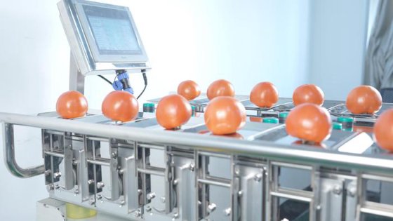 半自动组合式称重器 蓝莓草莓桃子苹果的手动喂食秤