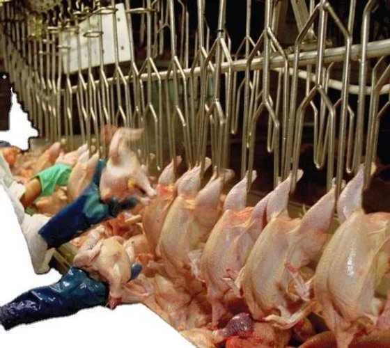 良好的工厂家禽屠宰设备 用于农业机械和设备以及养鸡机械