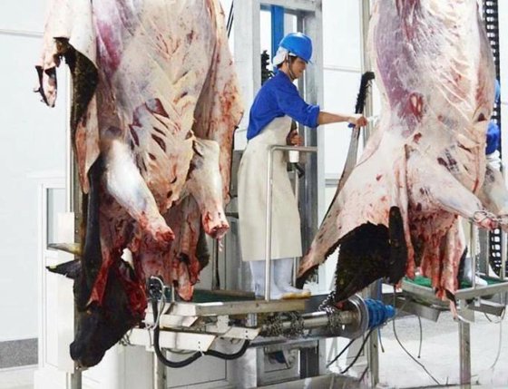 专业工厂牛屠宰场设备 牛肉屠宰场设备 牛屠宰场机械剥皮机