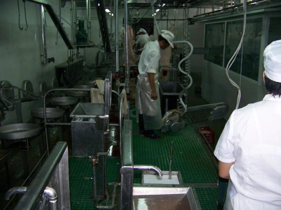 工厂生产胴体带状分割锯 屠宰场加工猪屠宰场设备用于屠宰机