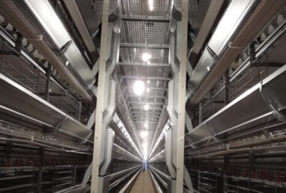 蛋鸡笼 鸡笼系统