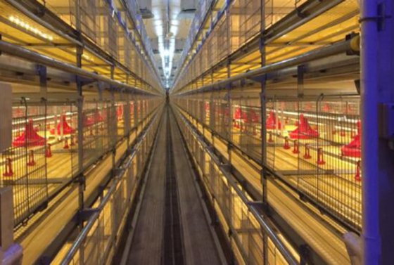 肉鸡大笼 鸡笼系统