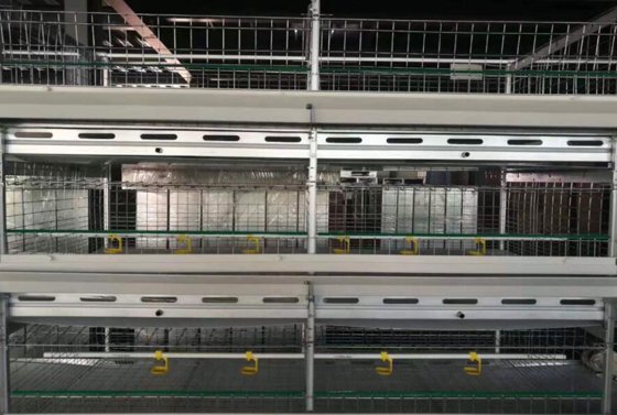 肉鸡背靠背小笼