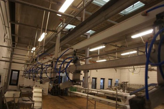 グレーディングライン、リンコ