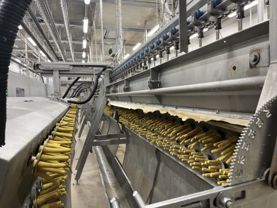 家禽ライン、コウノトリ、10,000 bph