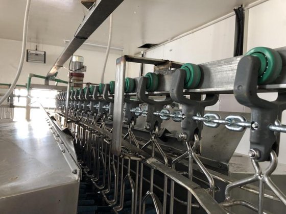 家禽屠殺ライン、1,000 bph