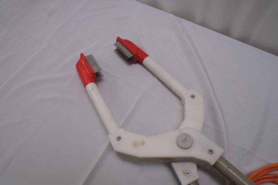 見事な舌、大きい