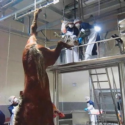 牛屠宰场机械 牛肉屠宰场设备 牛角和牛蹄液压剪切机 牛屠宰场机械