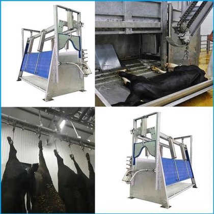 用于屠宰场屠宰和肉类加工设备的牛屠宰场设备