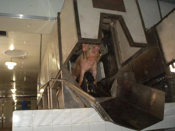 工厂直销活猪三点式绊猪机 屠宰场加工设备 用于生猪屠宰场