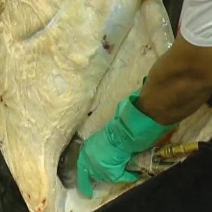 操作简便的牛屠宰设备 屠宰场牛用气动脱毛机 牛用脱毛机 屠宰场机械