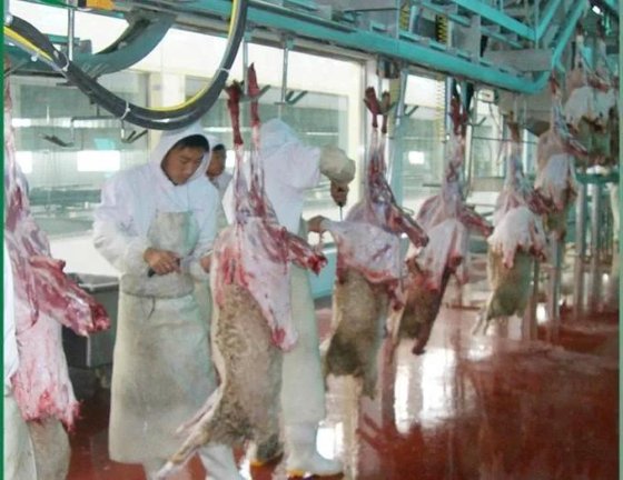 每小时 100 只羊屠宰线设备 用于屠宰厂的羊肉屠宰设备