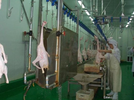 家禽设备 屠体清洗机 鸡鸭鹅屠宰场机械 农业机械设备